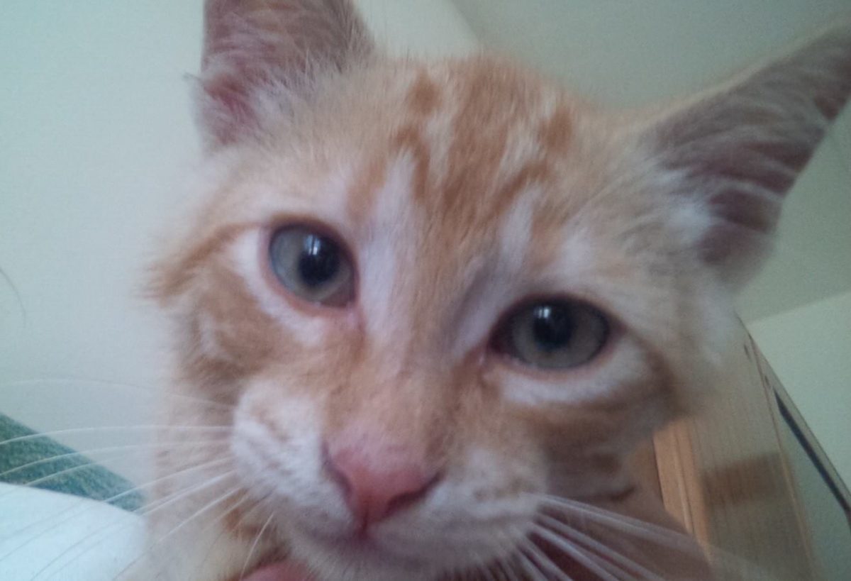 Ettore di Laura Colombelli