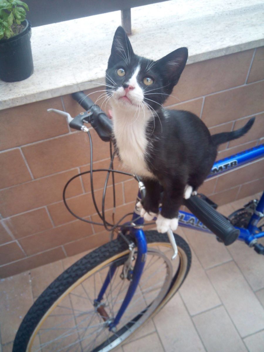 Frozen di Spongy Miky