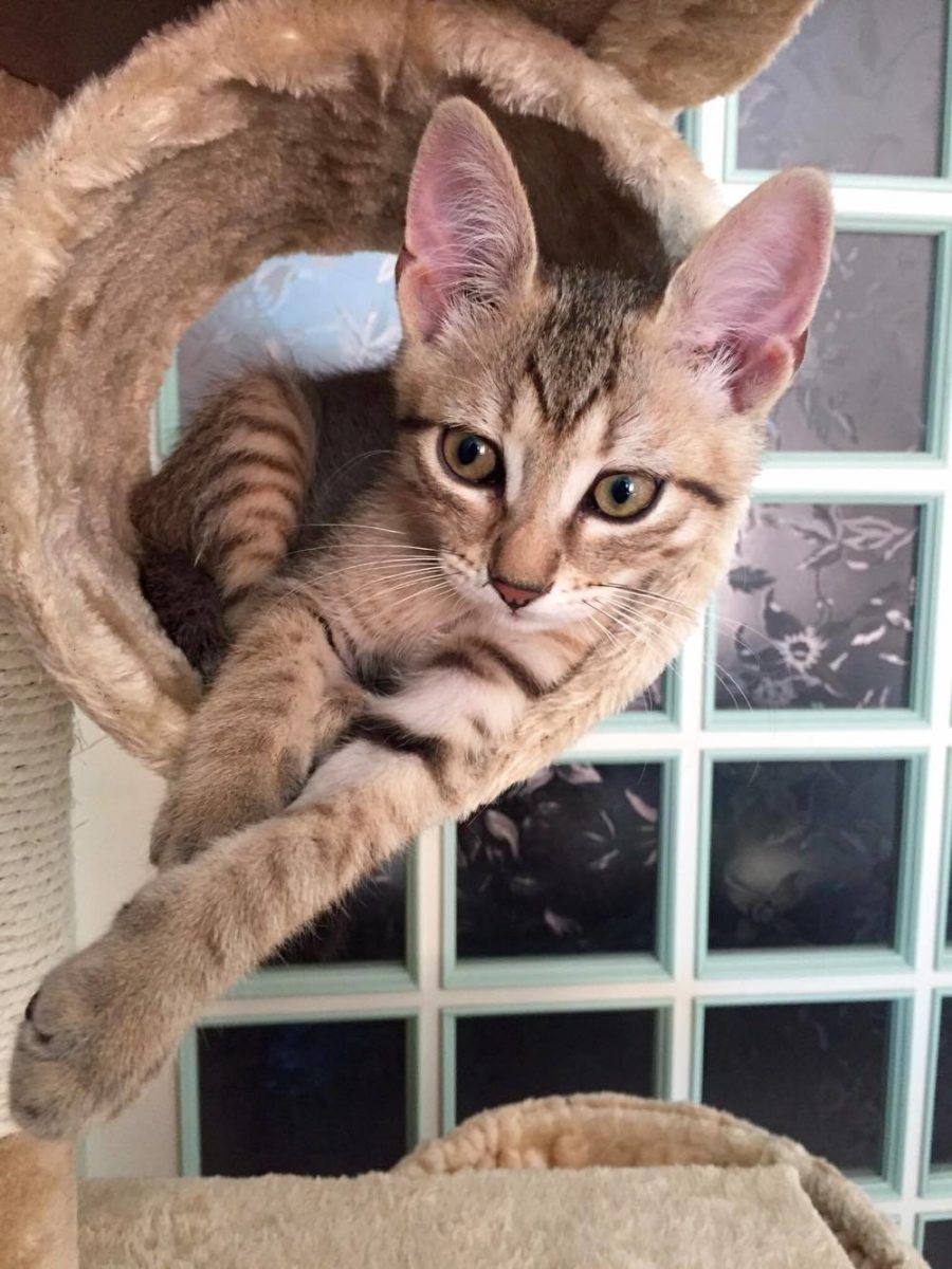 Giuliano di Chiara Riccobene