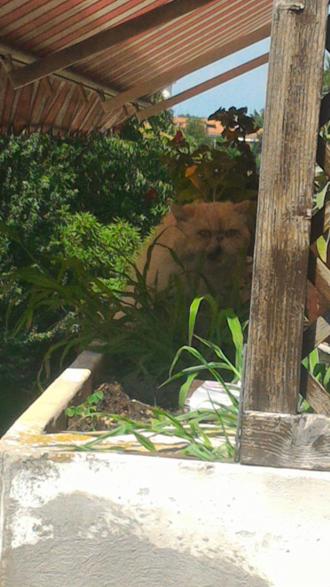 Il gatto dei vicini che forse forse non ha in simpatia Lara Valentini