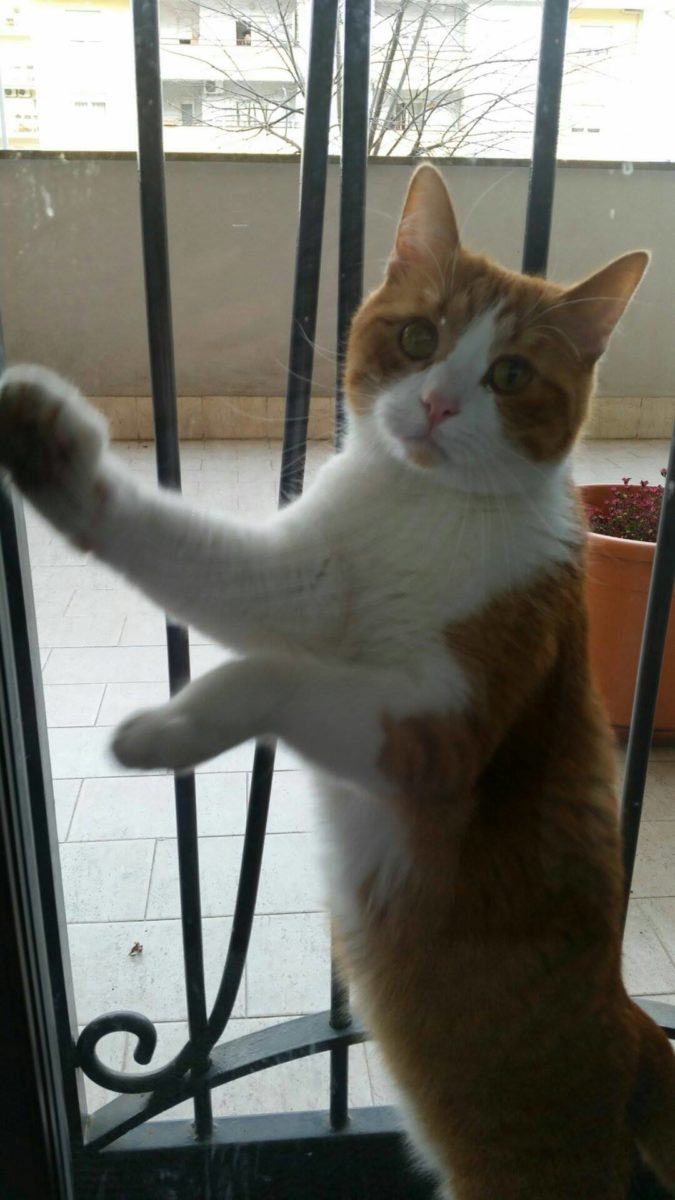 Lemon di Martina Ievolo