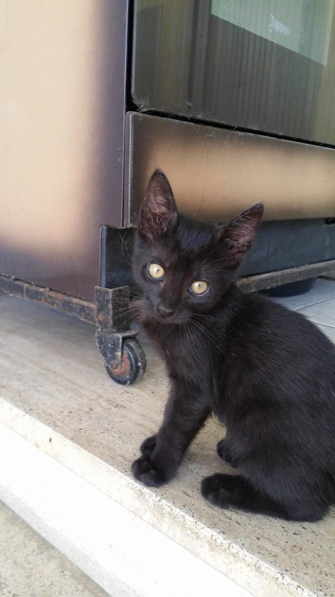 Leo di Stefania Quaranta