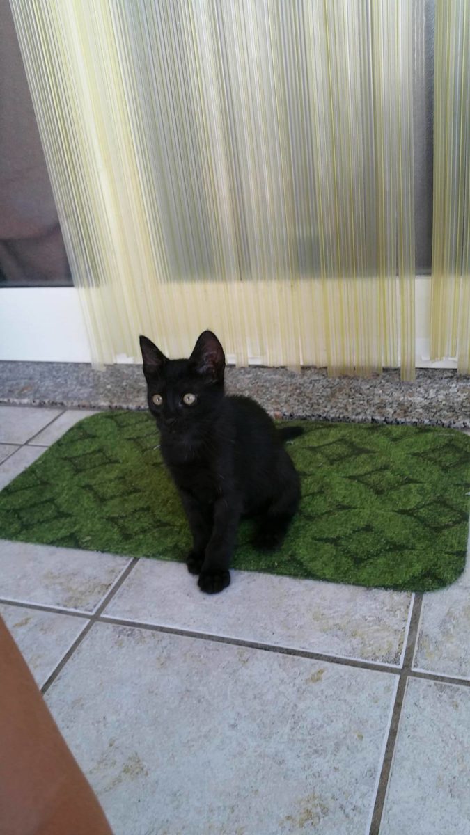 Leo di Stefania Quaranta2