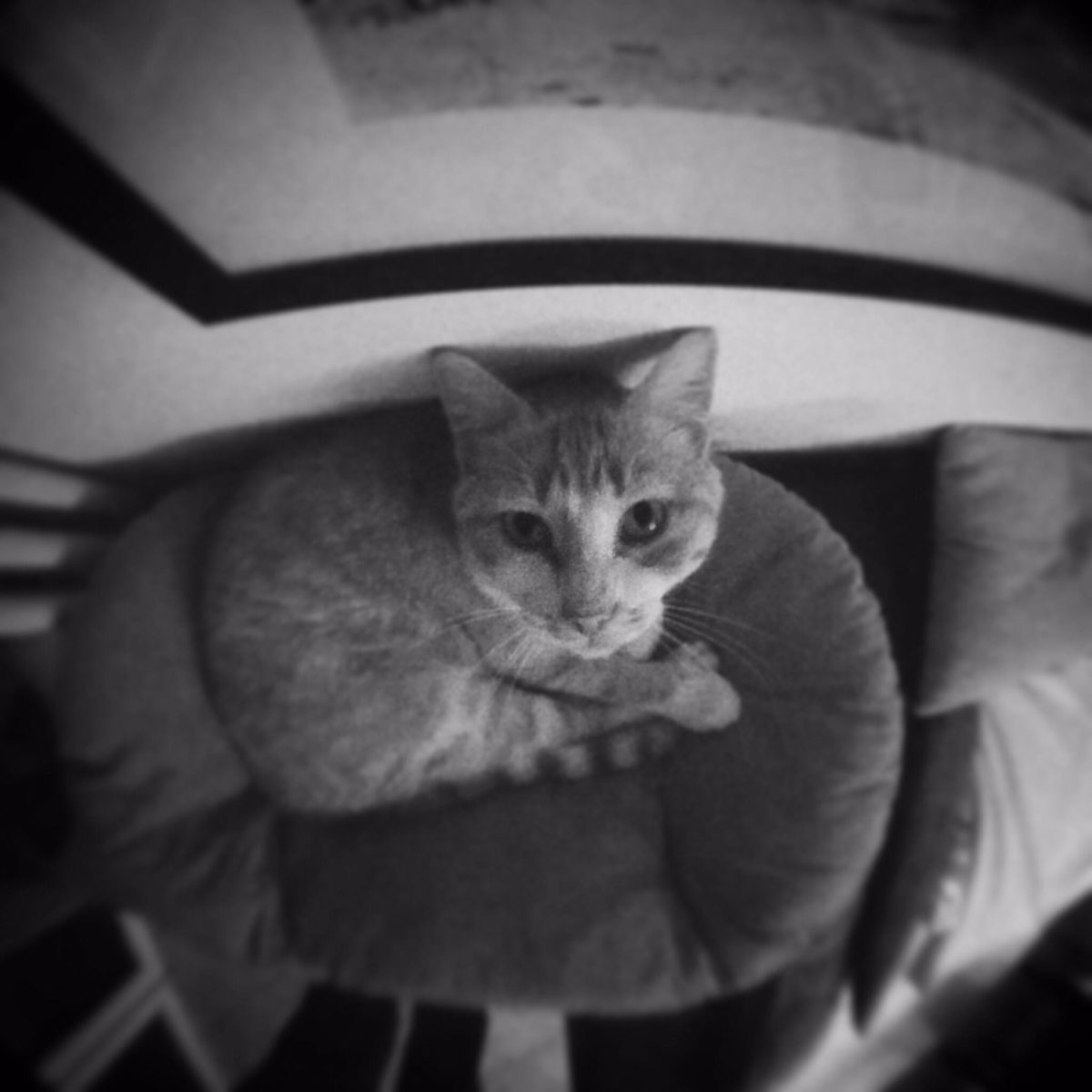 Luigi di Marco Visonà