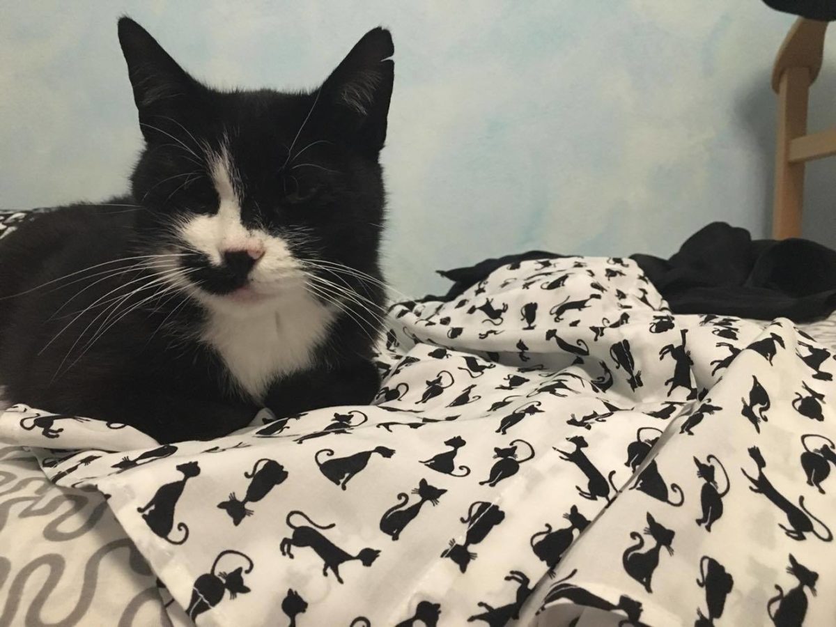 Mirò di Chiara Canali, un gatto tra i gatti