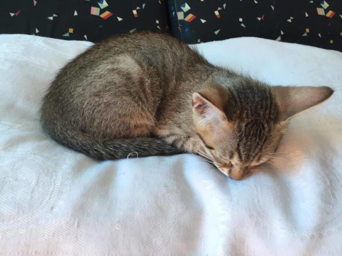 Napoleone di Chiara Riccobene