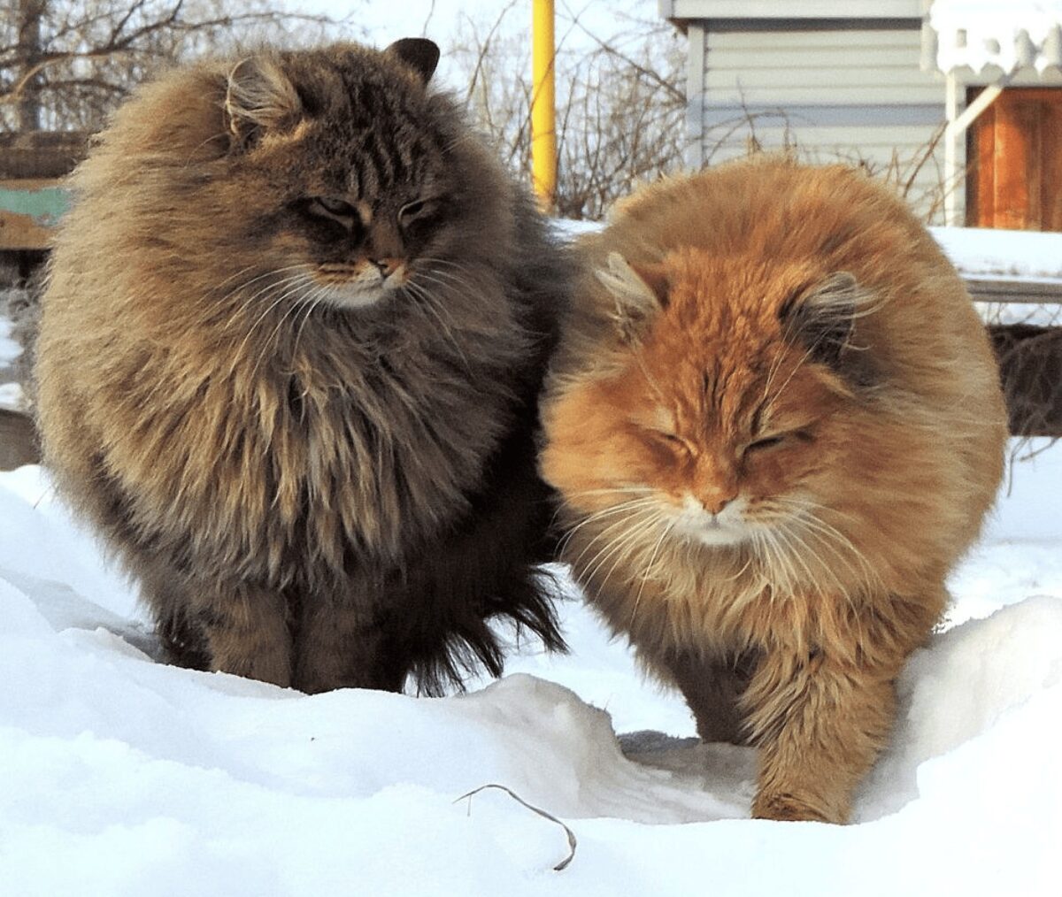 Gatti Siberiani