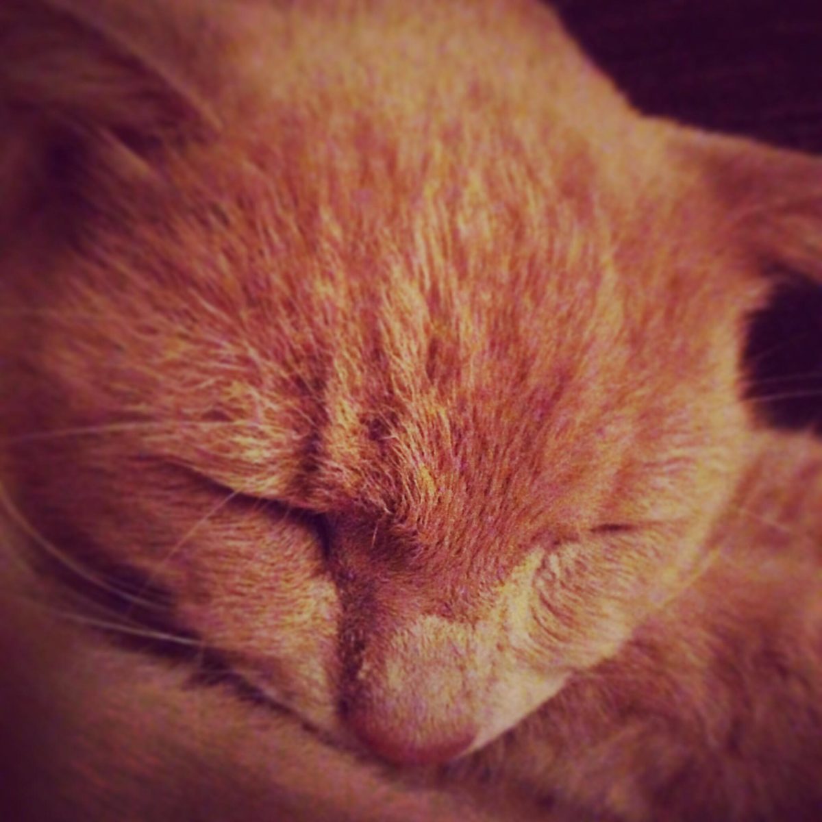 Severino di Masrco Visonà