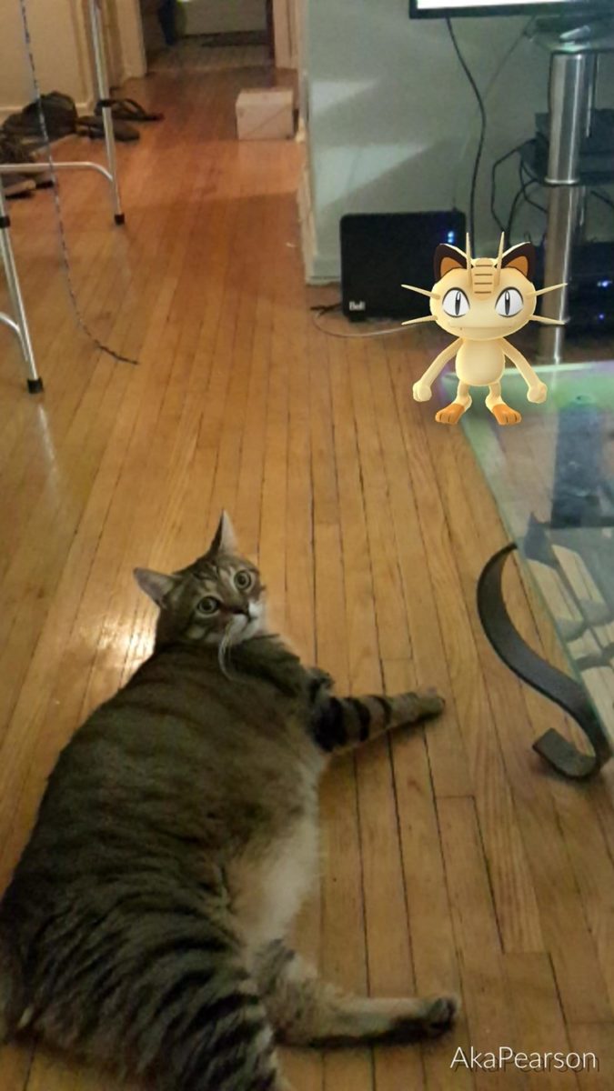 La Pokemon GO mania prende anche i gatti