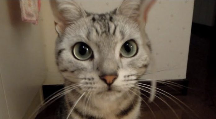 gatto arrabbiato