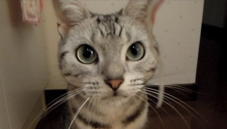 gatto arrabbiato