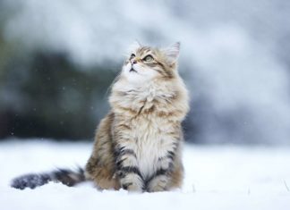 gatto siberiano