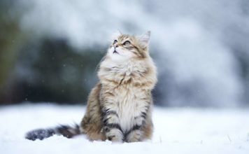 gatto siberiano