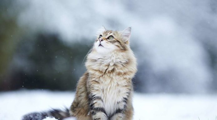 gatto siberiano
