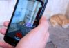 Anche i gatti sono coinvolti nella Pokémon GO mania