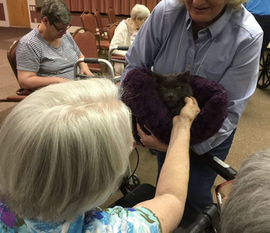 Volontari portano gatti anziani nelle case di cura in modo che degenti e animali possano confortarsi a vicenda Gatti anziani del rifugio Alleycat fanno visita ai degenti delle case di riposo