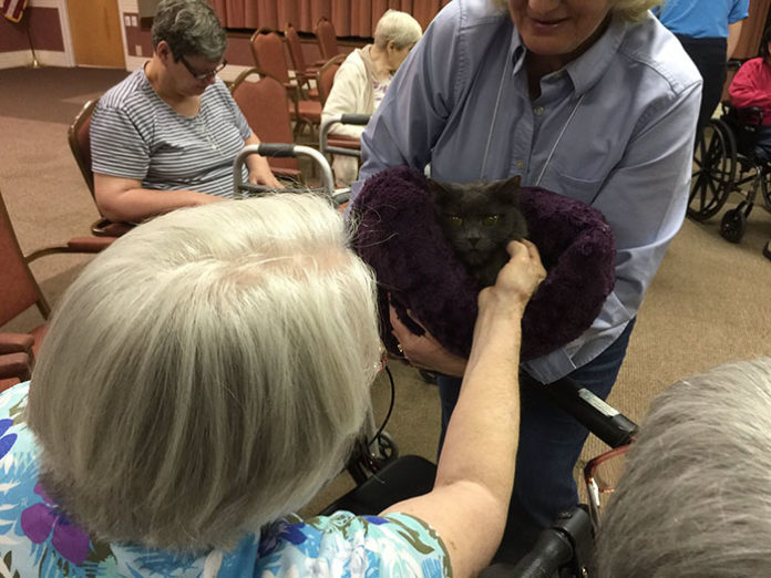 Gatti anziani del rifugio Alleycat fanno visita ai degenti delle case di riposo