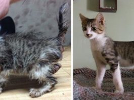 15 gatti adottati: prima e dopo Gatti prima e dopo l'adozione