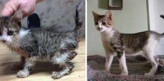 Gatti prima e dopo l'adozione