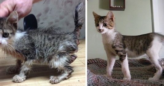 Gatti prima e dopo l'adozione