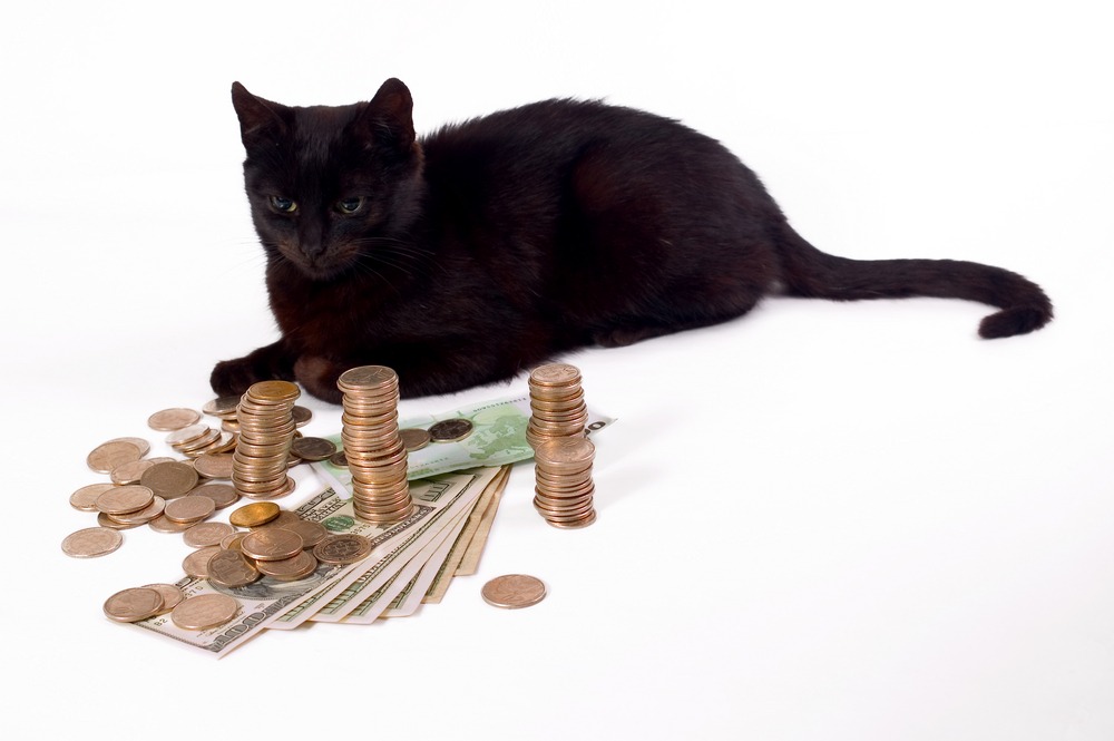 È Blackie il gatto più ricco al mondo, grazie all'eredità ricevuta