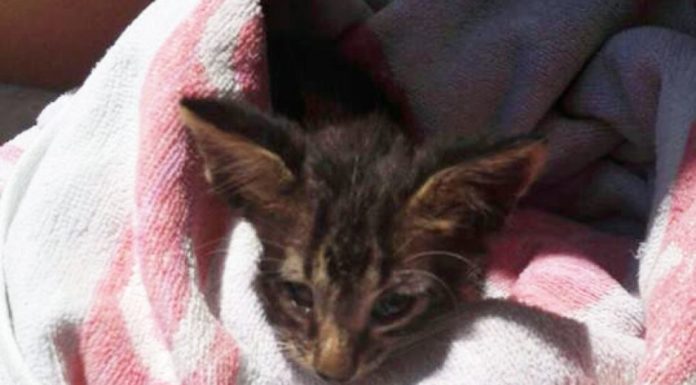 Charlie, il gattino appena salvato