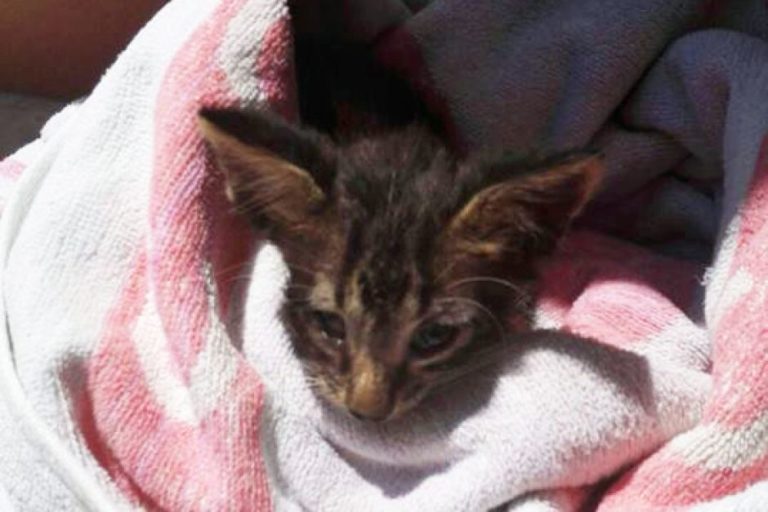 Charlie, il gattino appena salvato
