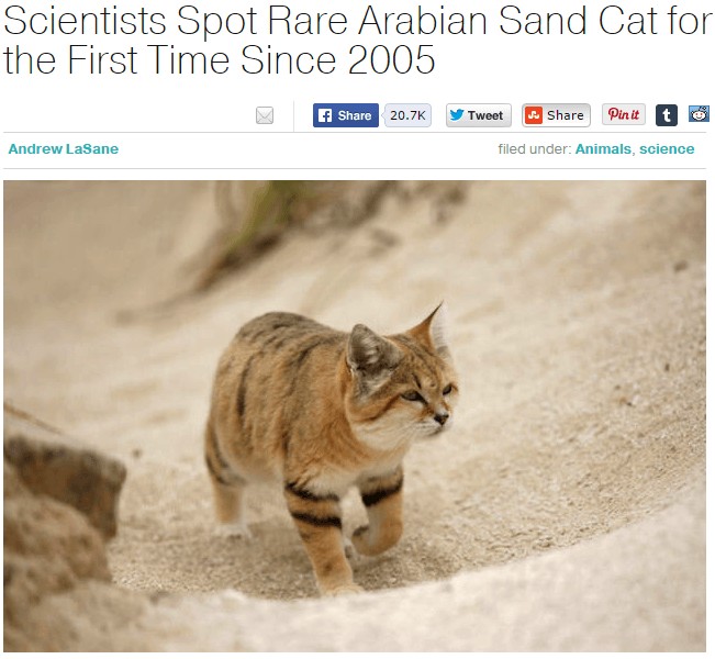 Avvistato dopo anni il raro Gatto della sabbia arabo