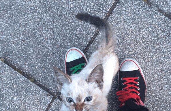 Gattina adotta la sua umana