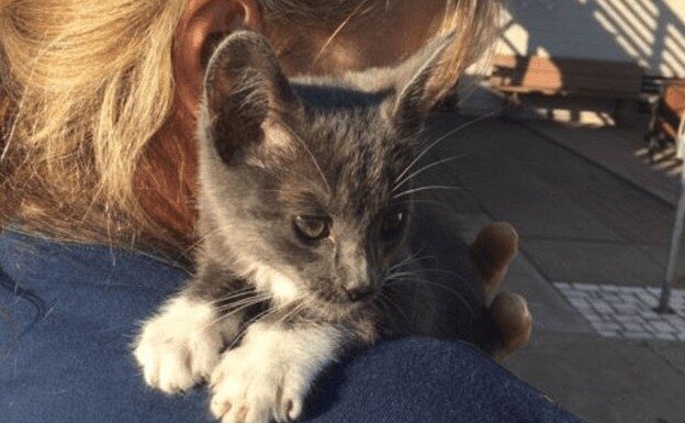 I Pompieri di Sacramento salvano otto gattini