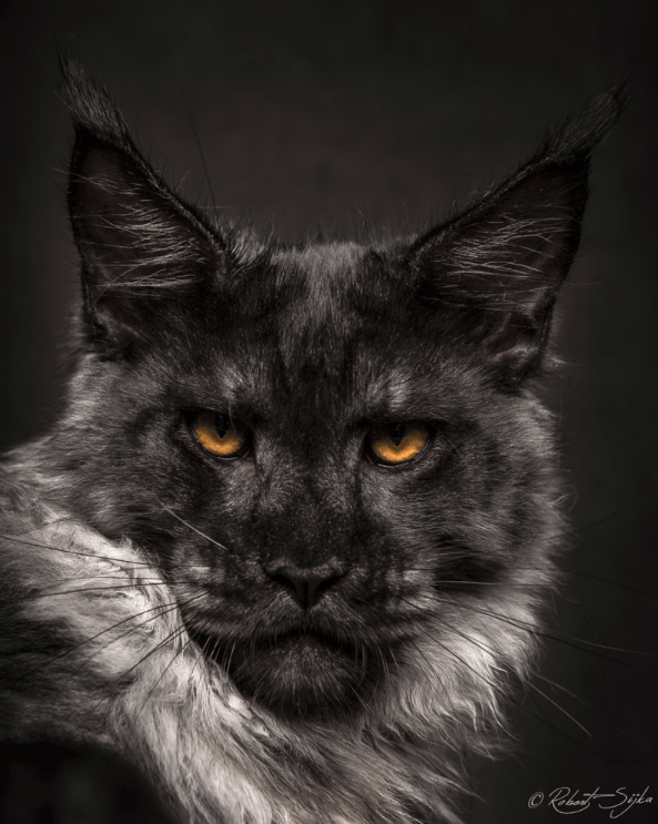 © Robert Sijka