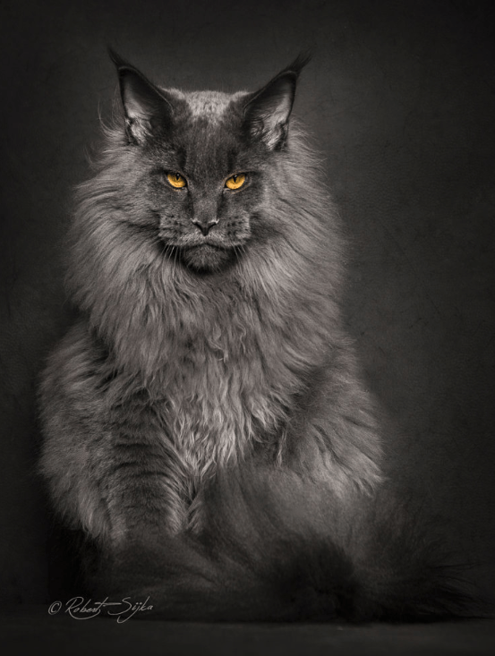 © Robert Sijka