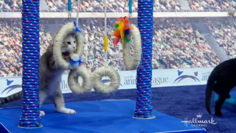 Olimpiadi di Rio 2016… kitten version