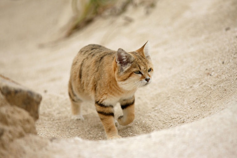 Avvistato in Arabia il raro Gatto della sabbia
