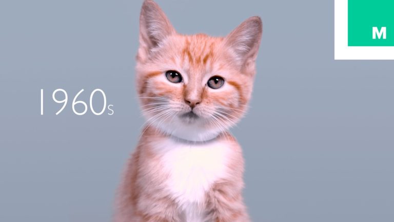 In un minuto, 100 anni di bellezza felina