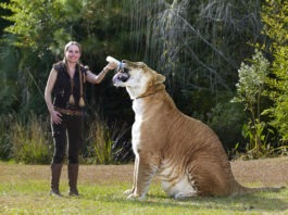 Hercules, il gatto più grande al mondo