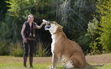 10 gatti da record Hercules, il gatto più grande al mondo