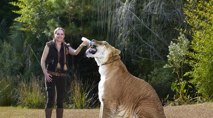 Hercules, il gatto più grande al mondo