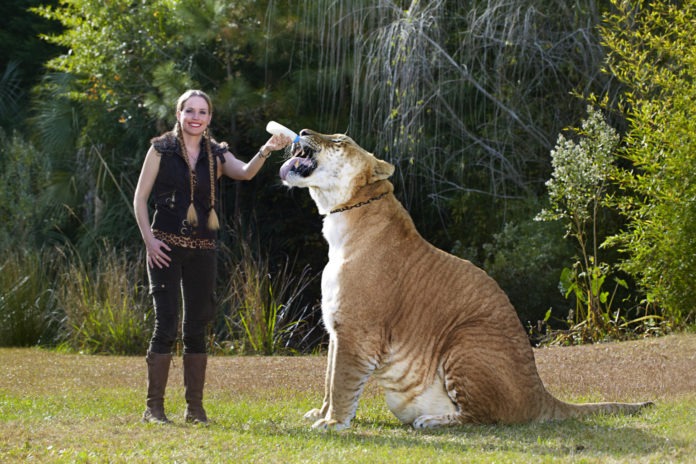 Hercules, il gatto più grande al mondo
