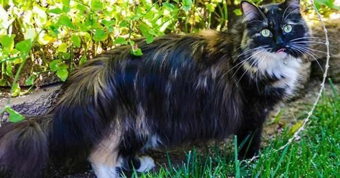 Sophie Smith,il gatto con i peli più lunghi