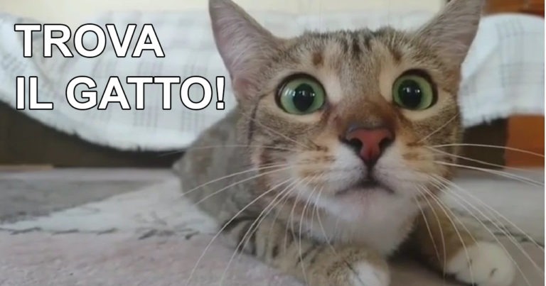 Trova il gatto in 10 secondi