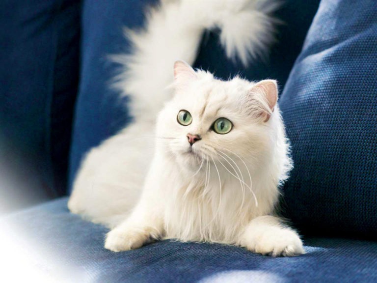 Conosciamo le razze: l’Angora