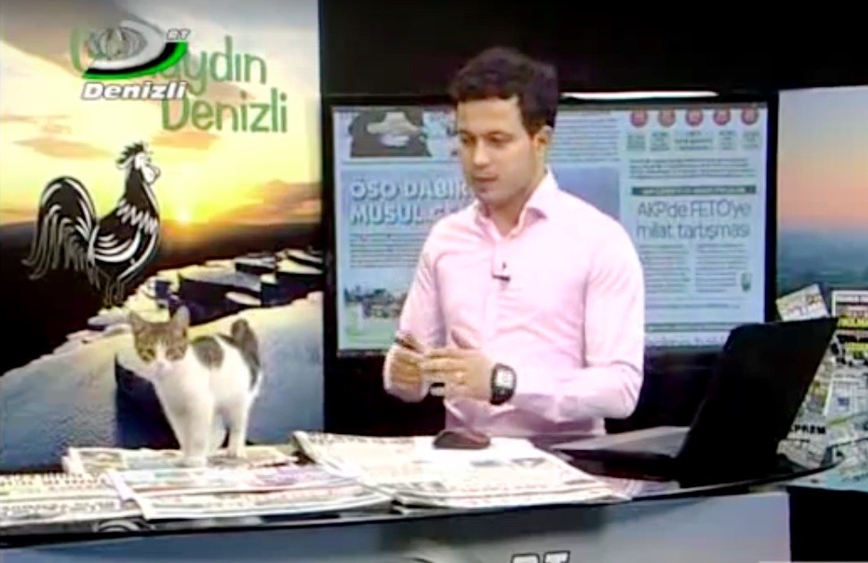 Il presentatore Kudret Çelebioğlu riceve l'insolita visita di un gatto durante la diretta del programma "Günaydın Denizli"