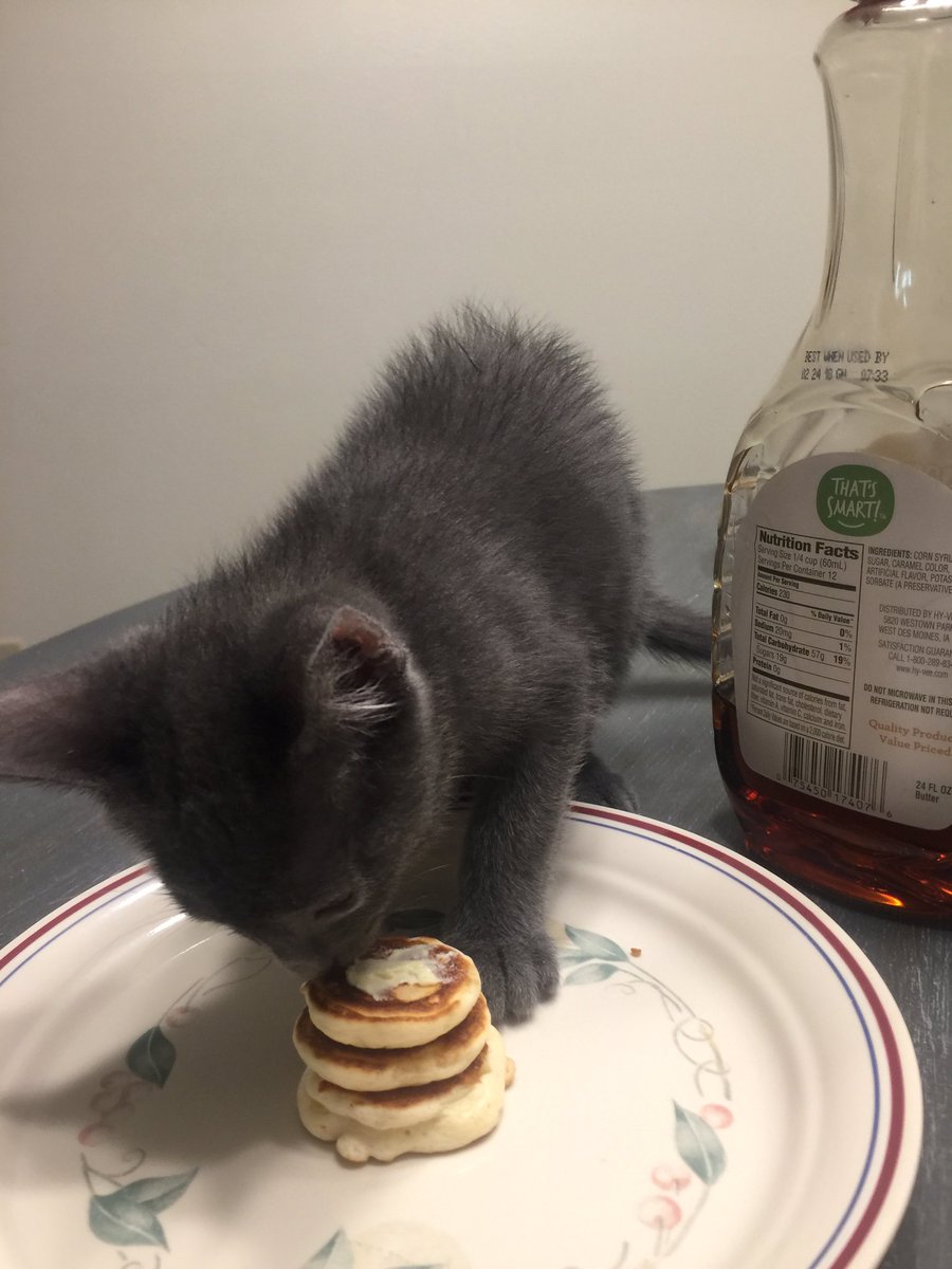 Il gattino di Chase Scout si gode la sua colazione speciale con mini pancake