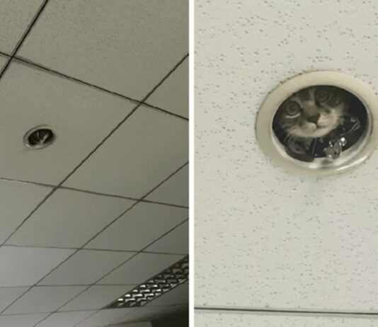 Una videosorveglianza con i baffi Ti tengo d'occhio