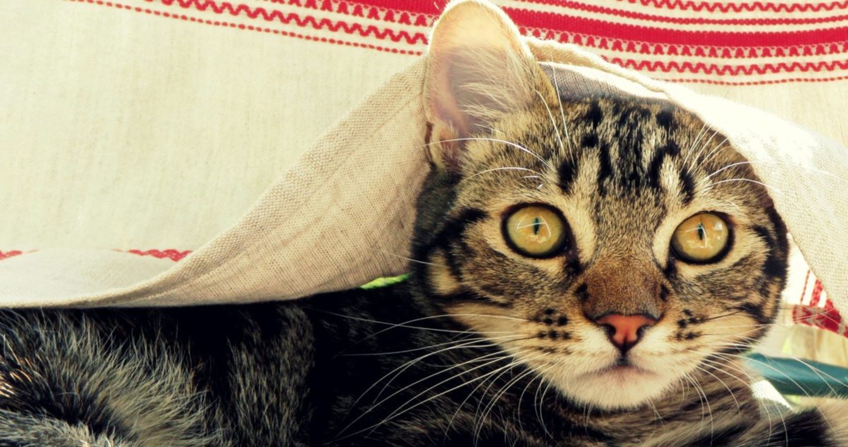 cat-hiding-under-a-sheet_wallpprs-com_