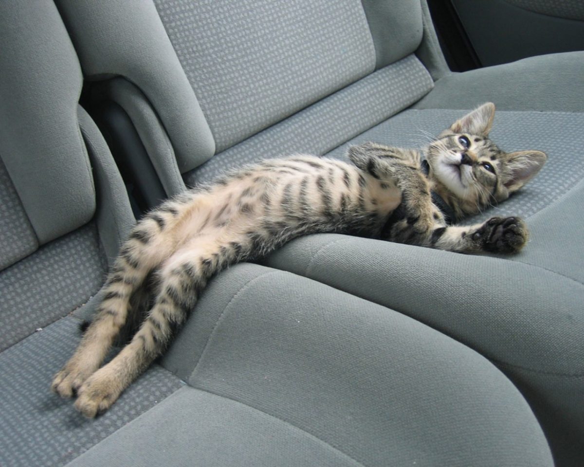 cats-driving-miss-daisy-cat-funny-kitten-car-tired-seats-wallpaper-hd-1280x1024