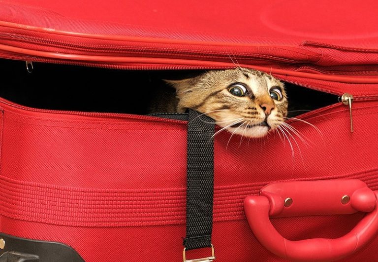 50+ gatti che si nascondono nei posti più strani
