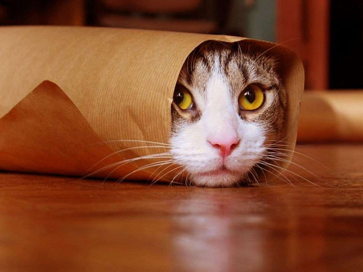 funny-cat-hidden-in-cover