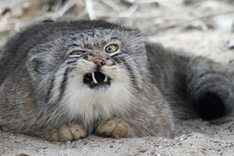Gatto di Pallas: la specie più antica che vive sulla terra